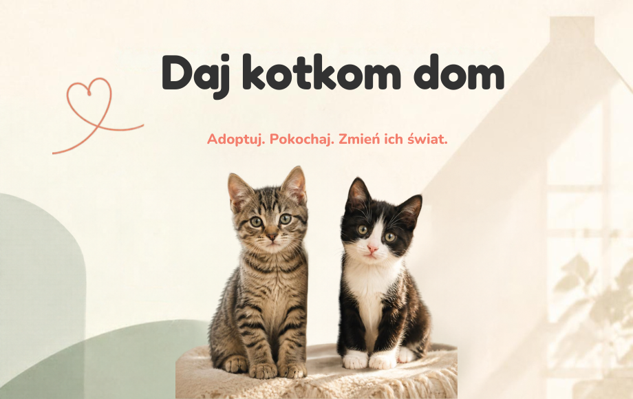 Kocięta urodziły się w lipcu tego roku – szukają domów